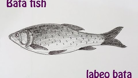 Bata fish | বাটা মাছ | original audio tutorials #satisfying #creativeart #drawingforbeginners