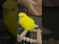 Sleep Want Funnymoments Youtubeshorts Cute Funny Budgies Budgie Cute Like Sleep Want Funnymoments Youtubeshorts Cute Funny Budgies Budgie Cute Like