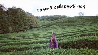 Едем в Сочи! Чайные плантации  / Tea plantations in Sochi