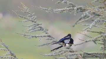 Best music video   on bird.