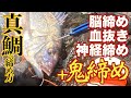 【釣り場での魚の締め方、真鯛（マダイ）編】脳締め→血抜き→神経締め→鬼絞め。 Red seabream Ikejime