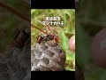 実は益虫、アシナガバチ #昆虫観察
