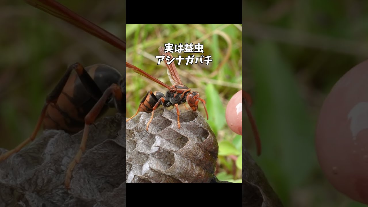 実は益虫、アシナガバチ #昆虫観察