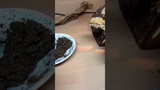 Baby Bearded Dragons, and Arcadia Insectigold