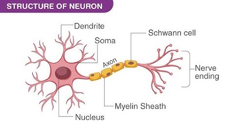 Neuron-Nerve cell Structure and function-Ch 1 Class 8 G.Science-(Part 3)