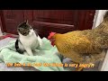 Hens are so bad!  The hen wants to sleep with the kitten.  Kitten is angry 💢Cute and interesting