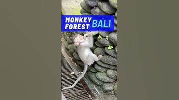 💜 BALI MONKEY FOREST 💜 UBUD, Cheeky Monkey Antics! #bali #ubud #monkeyforest