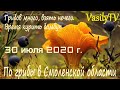 По грибы в Смоленской области 30 июля 2020 г. Грибов много, взять нечего. Время курить бамбук