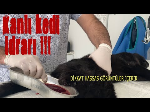 Video: Kedilerde İdrar Mesane Kanseri (Rhabdomyosarkom)