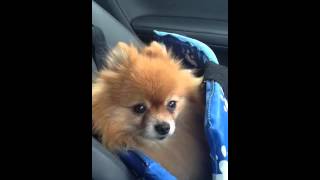 Simba Feeling It Listening To Diana Ross