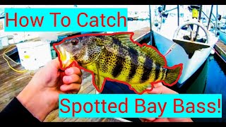 How to Catch a Spotted Bay Bass  -  San Diego, CA