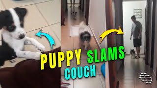 Puppy Slams against Couch Chasing His Brother