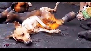 Dog Meat Industry In Korea