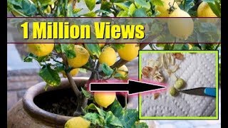 How to Grow Lemon Tree from Seed Indoors ► FAST GERMINATION ►