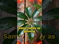 Your knees hurt when weather changes? Same family as ginseng.