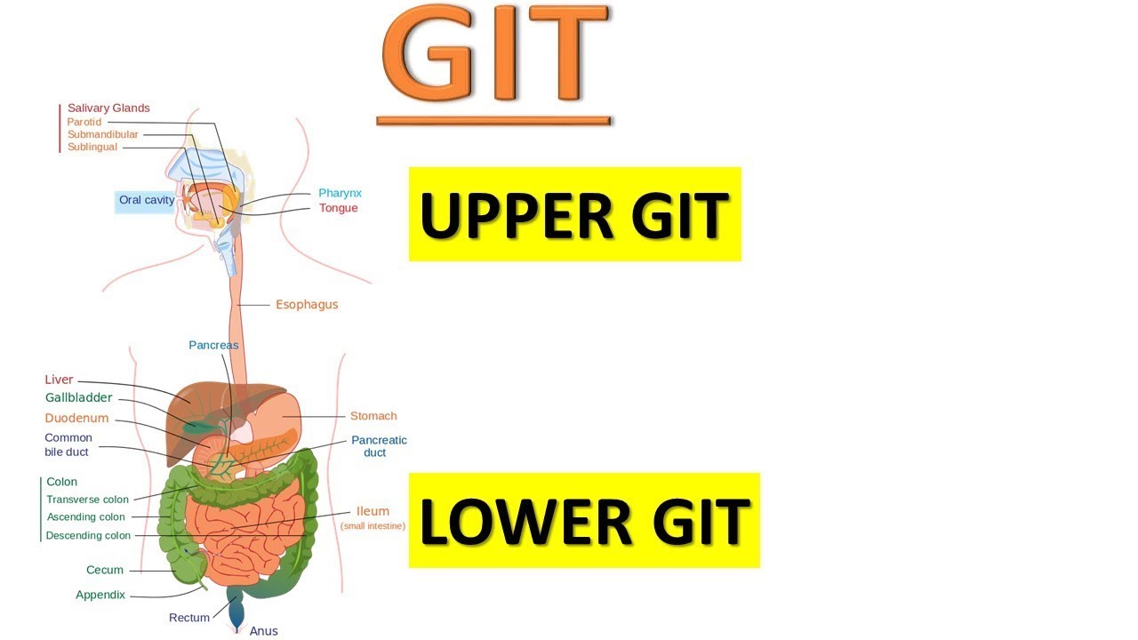 Upper and Lower Gastrointestinal Tract (GIT) INTRO... - YouTube