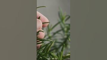 Rosemary Essential Oil  The Organic Elixir #herbalvitality #healthbenefitsof