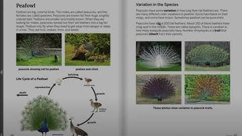 Peafowl: Handbook of Traits