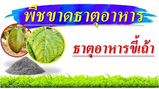 คลิปรวม....อาการพืชขาดธาตุอาหาร และธาตุอาหารขี้เถ้า