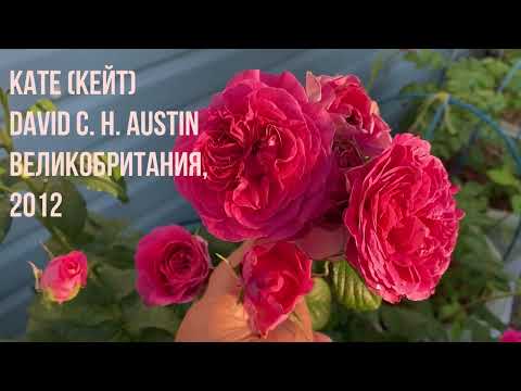 Роза Дарси - купить саженцы в Туле