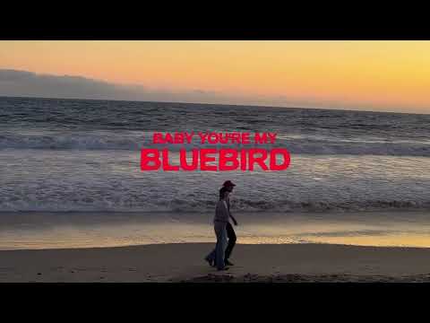 The National Parks || Bluebird (Official Visualizer)