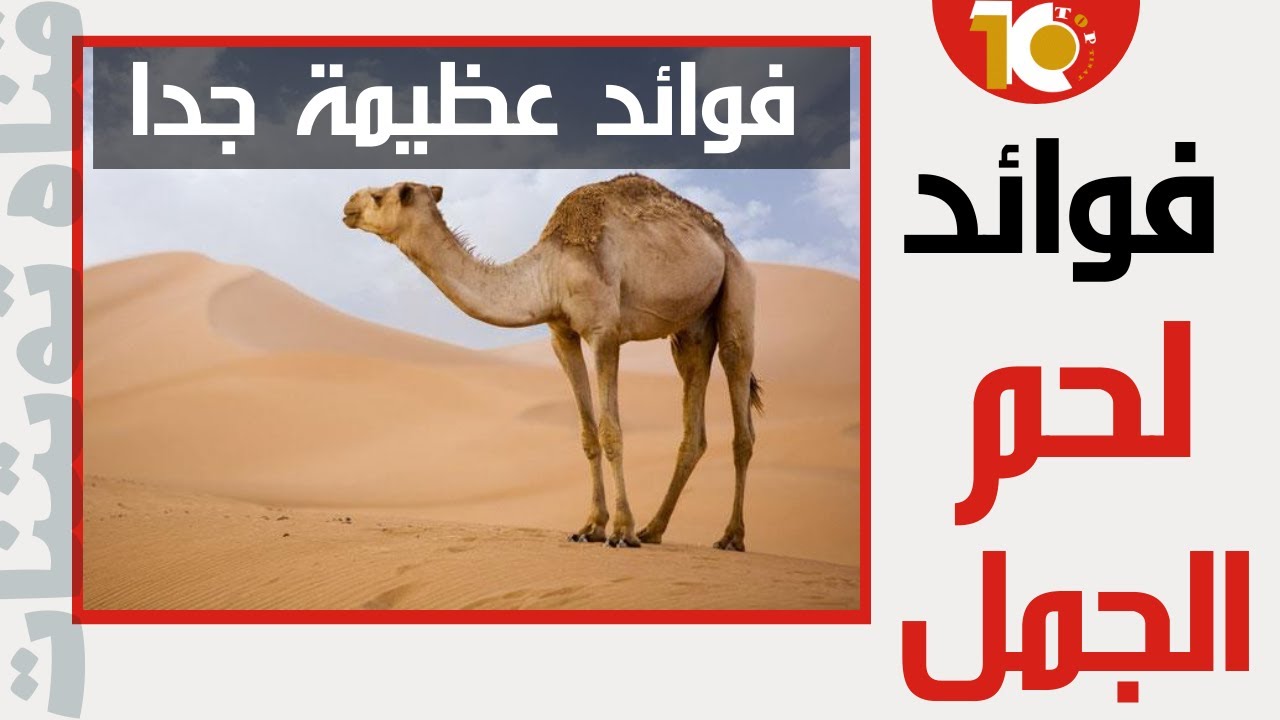 اكتشف فوائد لحم الجمل التي لا تصدق - فوائد لحوم الجمال مبهرة #فوائد_لحم_الجمل #فوائد