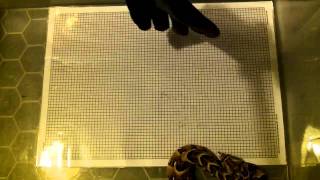 Puff adder strikes at and bites glove (0.2x speed).