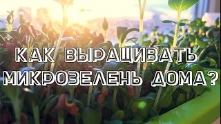 Как выращивать микрозелень дома?