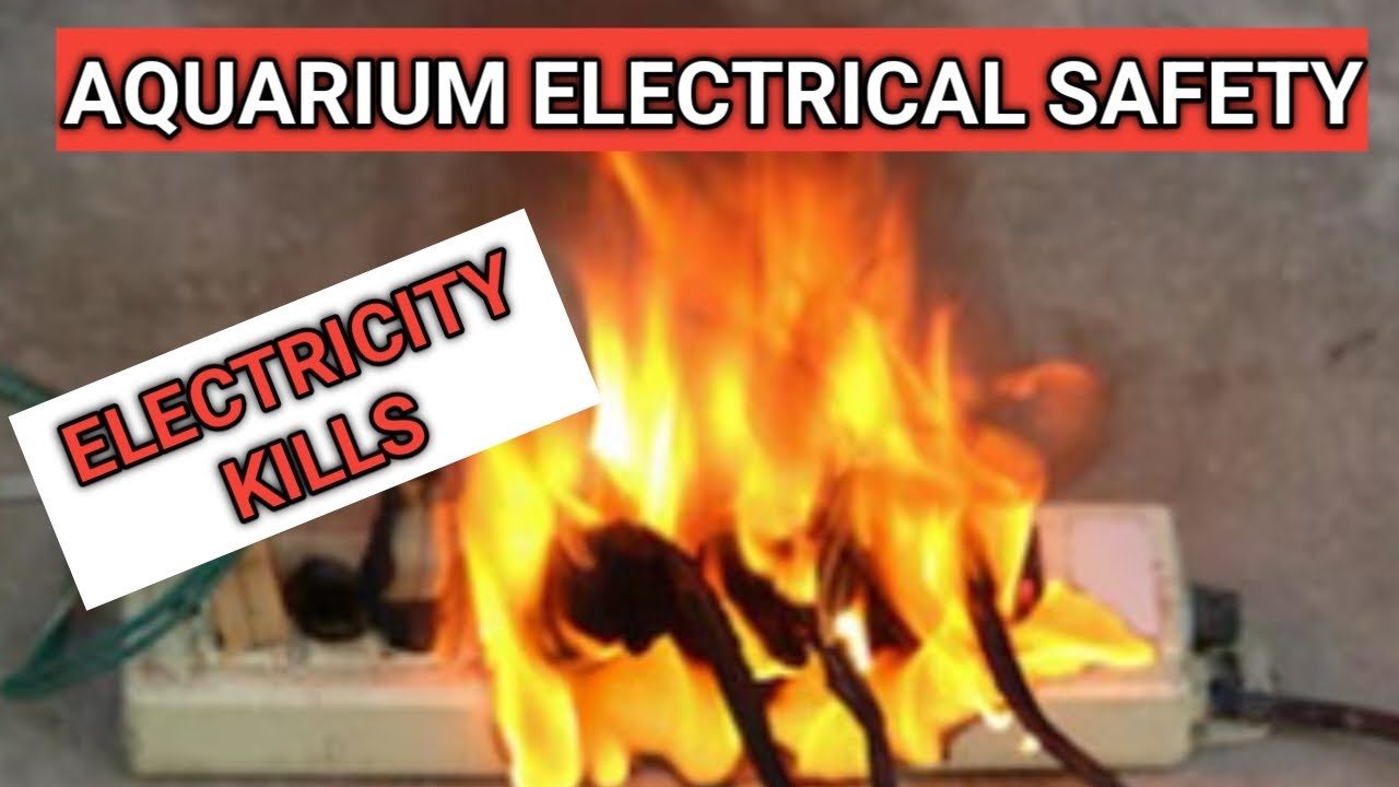 Aquarium Electrical safety Electricity Kills YouTube