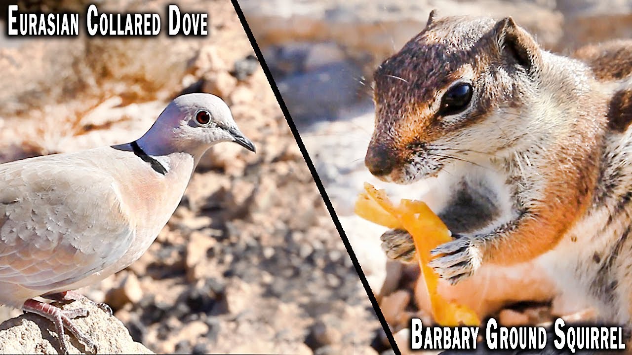 Eurasian Collared Dove • Barbary Ground Squirrel • Fuerteventura (Spain