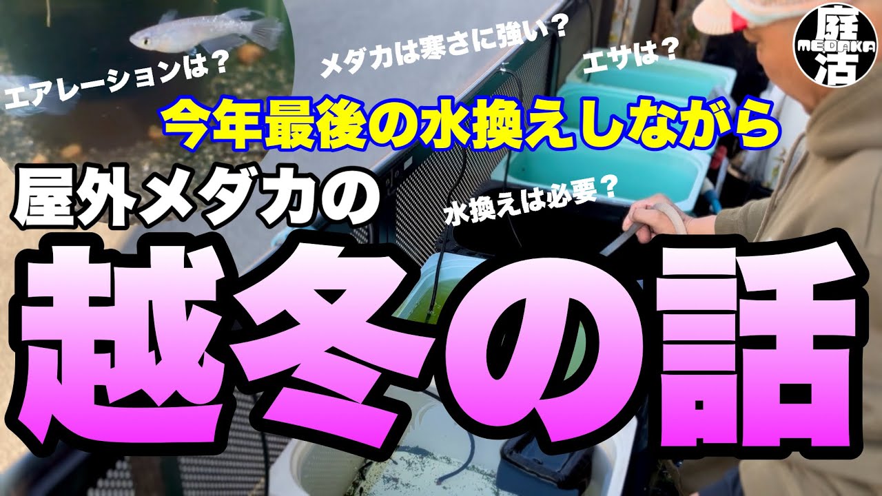 （メダカ）越冬の話…今年最後の水換えをしながら…