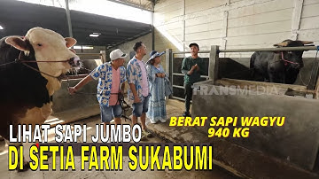 Bertemu Mas Hermawan di Setia Farm Sukabumi | FYP (25/04/25) Part 2