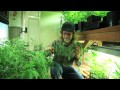 Grow Cannabis – Overgrow! – by Jorge Cervantes