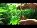 Grow Cannabis – Overgrow! – by Jorge Cervantes