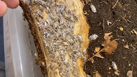 Isopod culture crashes