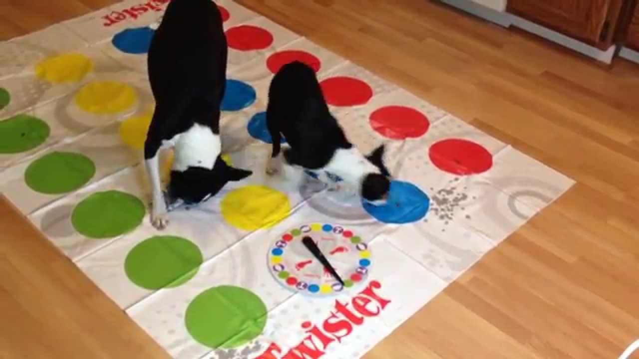 Boston Terrier Dogs Play Twister YouTube