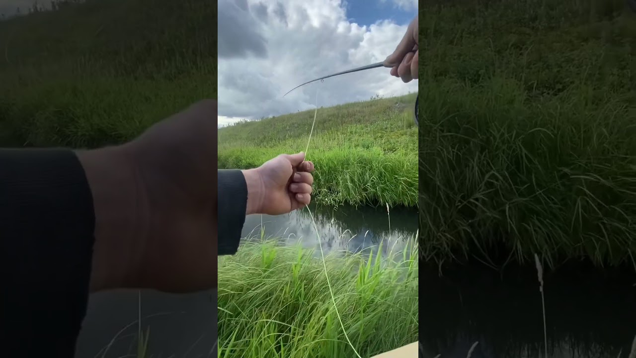 Dry fly stalking spring creek browns—————————————— 