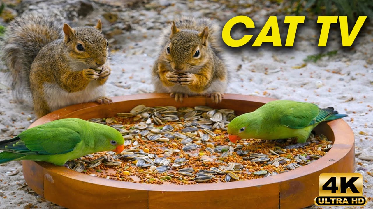 Cat TV 🐦 Birds & Squirrels in the Garden 🕊️🐿️ | 3 Hours of Nature Adventures in 4K HDR