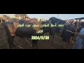 شاهدوا أسعار الجاموس الوالد وعجول البقري الكبيرة سوق عرب العوامر ابنوب أسيوط الإثنين 30 9 2024 