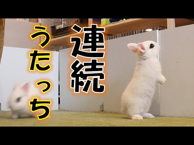 連続うたっち！！】かわいい仕草をする、うさぎさん♪ - YouTube