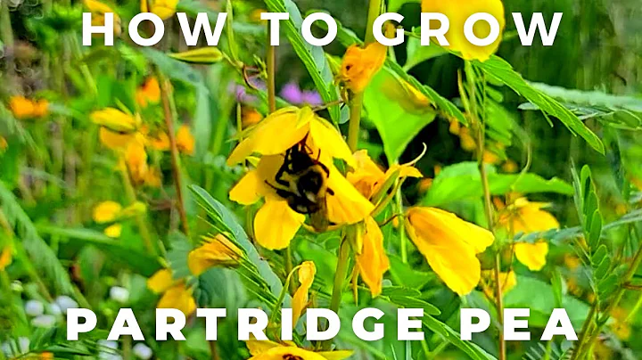 Complete Guide to Partridge Pea, Chamaecrista fasc...