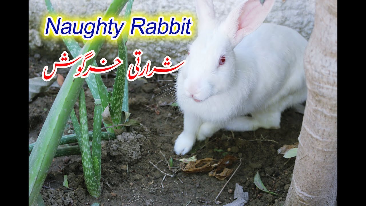 Naughty rabbit