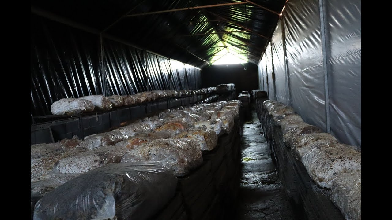 Renovação dos compostos para a produção de Shimeji e descarte dos compostos antigos.