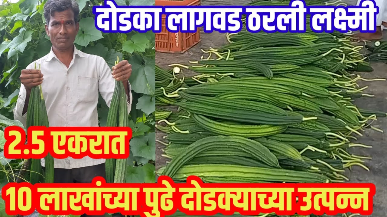 २.५एकरात १० लाखांच्या पुढे दोडक्याच्या उत्पन्न, दोडका लागवड व पूर्ण माहिती|Dodka_lagavad|visionvarta