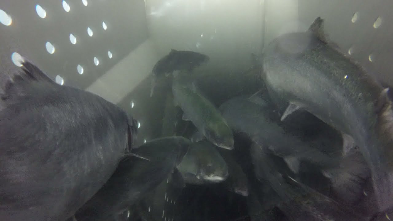 Baño de salmones en estanque Helix - SalmoClinic