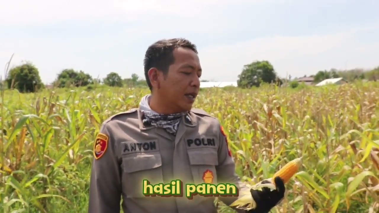 Panen !!! Jagung Ketahanan Pangan di Tanah Gambut. Mantapz 🌽 @andikalesmana8370 