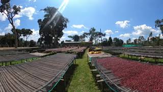 Gatta Farm - Daye Bensa Coffee