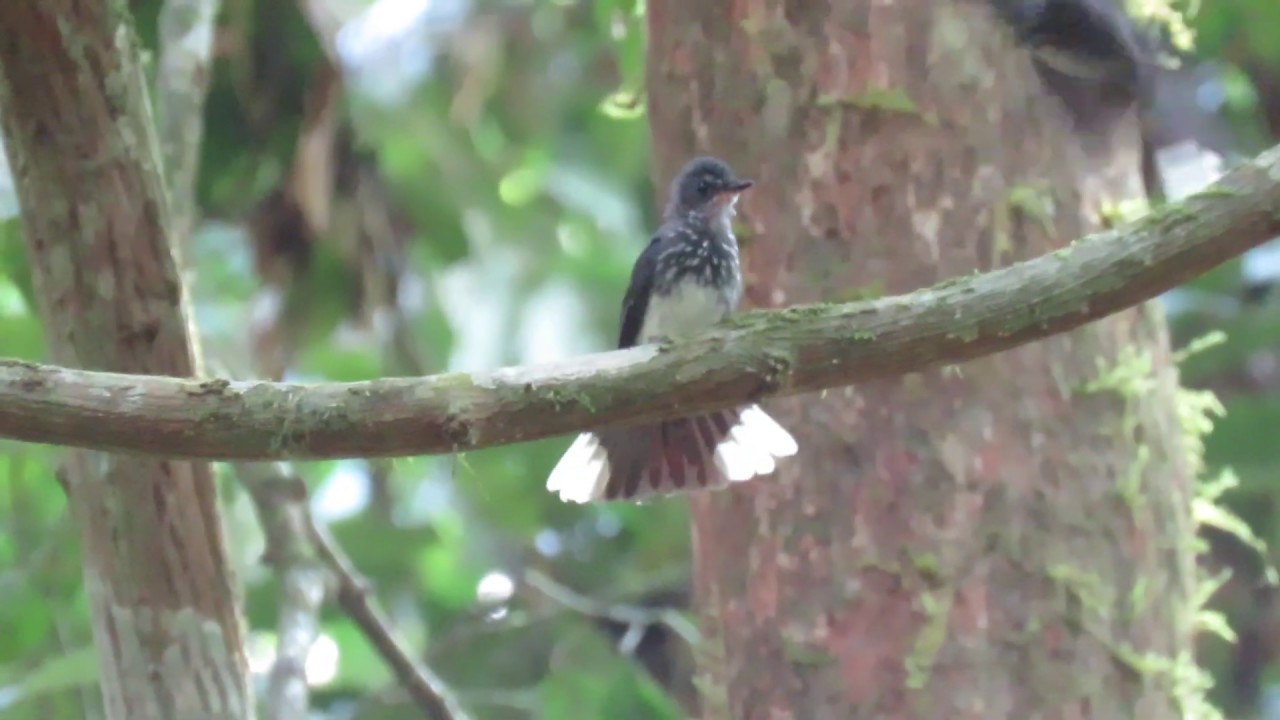 Spotted Fantail 