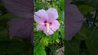 juba, #hebiscus জবা #naturephotography #garden