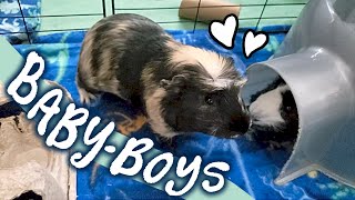 Showing Off Clean Cage Ft. Willy, Wooly, Oreo & Sprite